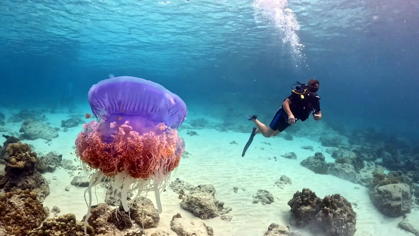 Дайвинг на Пхукете 1