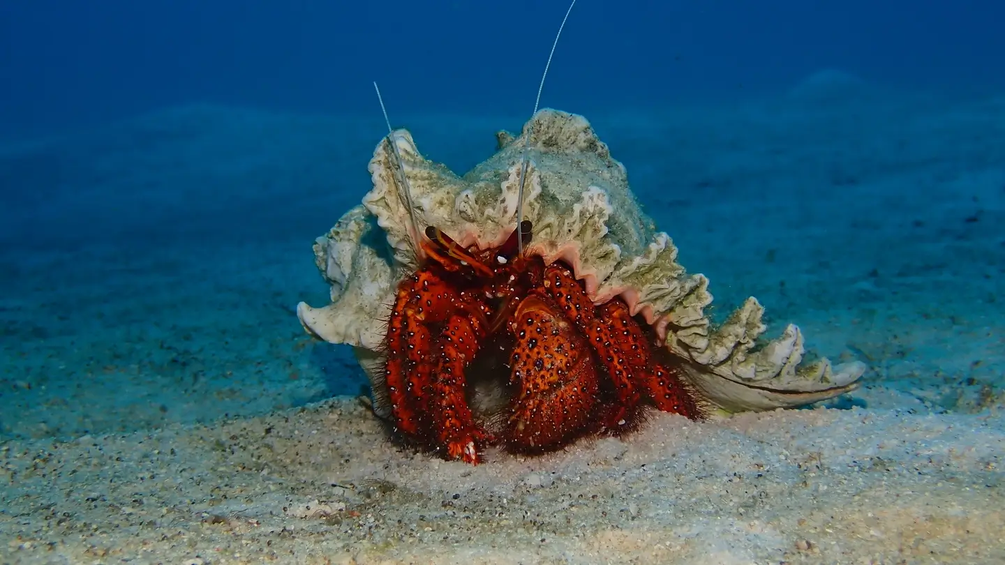 Дайвинг на Пхукете 3