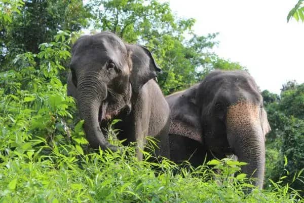 Удивительная Пханг Нга 4