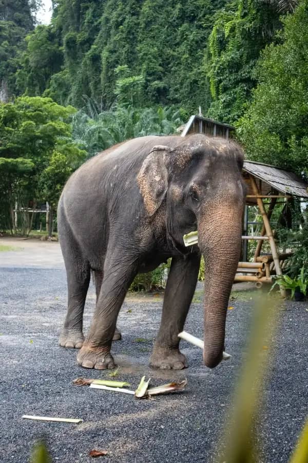 Экскурсии в провинцию Краби 1 Экскурсии в провинцию Краби 1