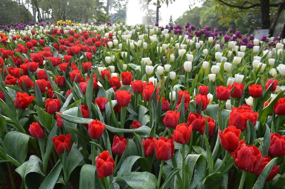 Фестиваль цветов в Чиангмае 2026 — расписание, маршрут парада и лучшие места для фото Фестиваль цветов в Чиангмае 2026 — расписание, маршрут парада и лучшие места для фото